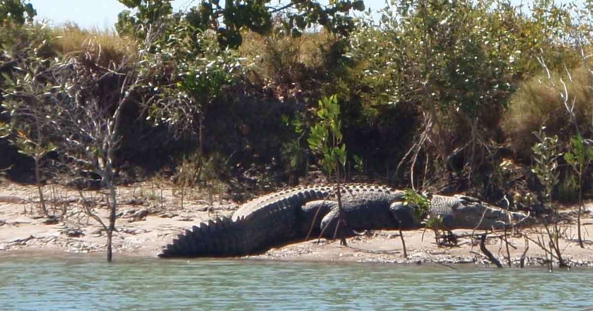 Cocodrilos naturaleza australia